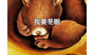 玩具熊不要冬眠 玩具熊不要冬眠